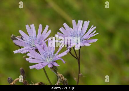 Common blue-sow-thistle (Cicerbita macrophylla), blooming Stock Photo