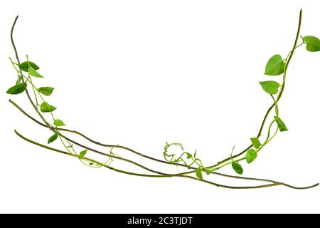 twisted  vines leaves isolated on white background at the roots of tropical trees, isolated on white background with clipping path. can be used as wal Stock Photo