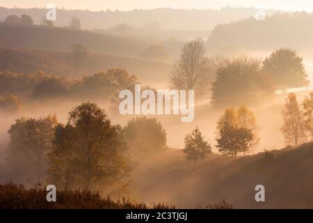 heathland in morning mist at the Posbank in autumn, Netherlands, Gelderland, Veluwe, Posbank Stock Photo