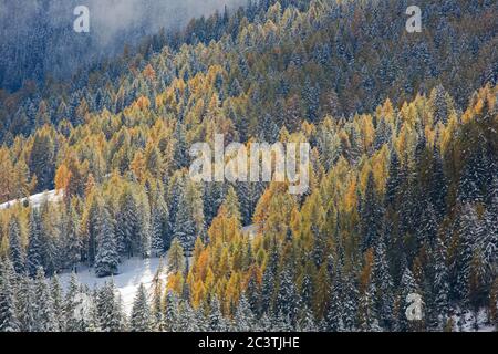 forest with larches and spruces in the Dolomites at the start of the winter, Italy, South Tyrol, Dolomites, Trento Stock Photo