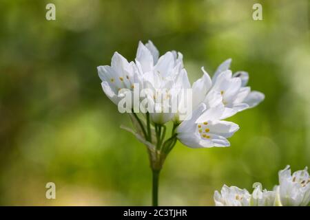 Lebanon Onion, Allium zebdanense (Allium zebdanense), inflorescence, Netherlands Stock Photo