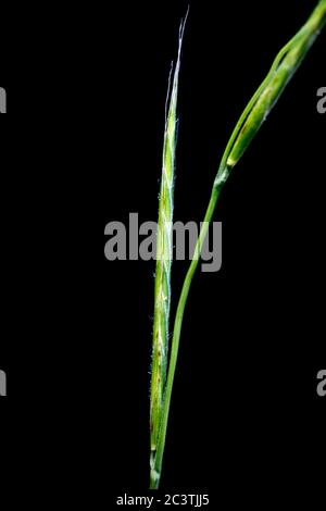 slender false brome, ornamental grass (Brachypodium sylvaticum), spikelet aganist black background, Netherlands Stock Photo