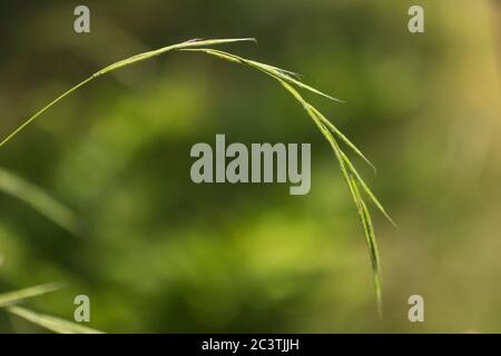 slender false brome, ornamental grass (Brachypodium sylvaticum), inflorescence, Netherlands, Drenthe Stock Photo