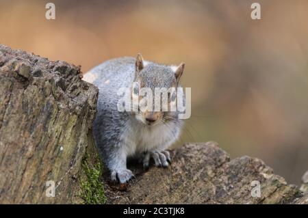 Grey squirrel, Sciurus carolinensis, Lackford Lakes, Suffolk Wildlife Trust