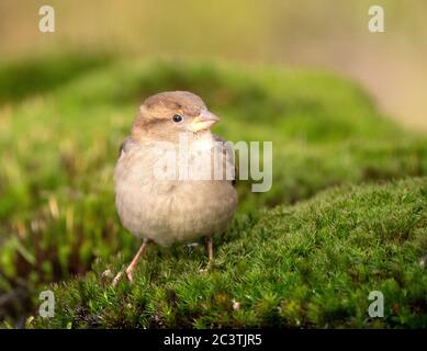 house sparrow (Passer domesticus), female perched on moss, Netherlands Stock Photo