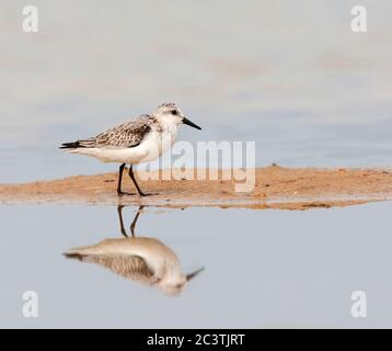 sanderling (Calidris alba), on the beach, Spain, Tarifa Stock Photo