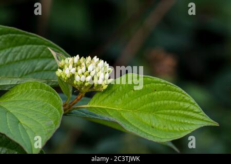 Red osier, Red-osier dogwood, red brush, red willow, redstem dogwood, redtwig dogwood, red-rood, American dogwood, creek dogwood, western dogwood (Cornus sericea), inflorescence in bud, Netherlands Stock Photo