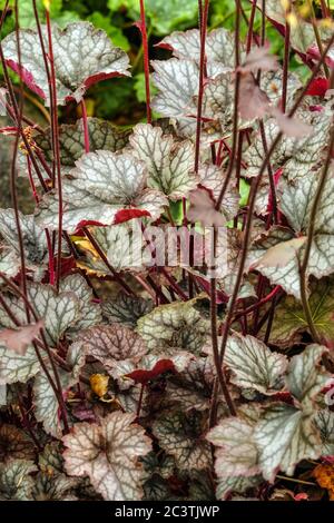 Heuchera 'Pewter Veil' Groundcover Decorative Foliage Heuchera Leaves Garden Ground cover Border Plant Perennials Coral Bells Alumroot Coralbells Stock Photo