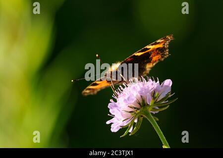 Small tortoiseshell Butterfly, feeding on Scabious flower, Norfolk, UK Stock Photo