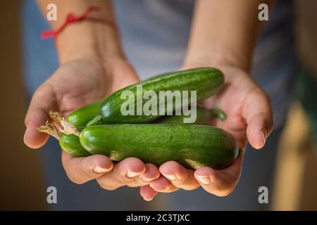 freshly picked baby cucumbers Stock Photo
