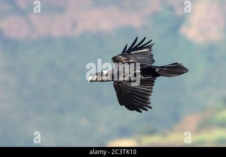 thick-billed raven (Corvus crassirostris), in flight, side view, Ethiopia Stock Photo