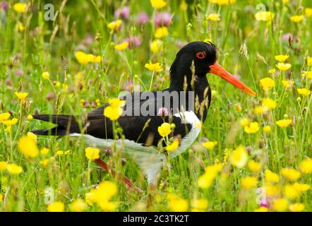 palaearctic oystercatcher (Haematopus ostralegus), standing in a spring meadow with beautiful flowers, Netherlands, Texel Stock Photo