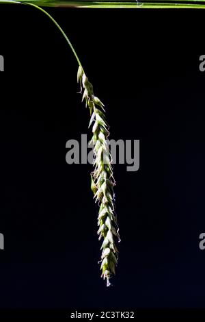 wood-sedge (Carex sylvatica), female spikelet against black background, Netherlands Stock Photo