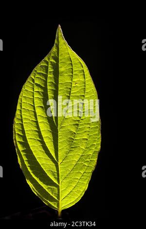 Red osier, Red-osier dogwood, red brush, red willow, redstem dogwood, redtwig dogwood, red-rood, American dogwood, creek dogwood, western dogwood (Cornus sericea), leaf in backlight against black background, Netherlands Stock Photo