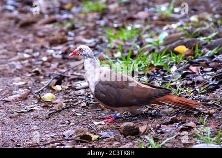 pink pigeon (Columba mayeri, Nesoenas mayeri, Streptopelia mayeri), juvenile perched on the forest floor, Mauritius Stock Photo