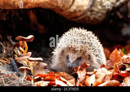 Western hedgehog, European hedgehog (Erinaceus europaeus), close-up between leaves in autumn with mushrooms, Netherlands, Veluwe Stock Photo