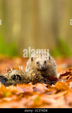 Western hedgehog, European hedgehog (Erinaceus europaeus), close-up between leaves in autumn , Netherlands, Veluwe Stock Photo