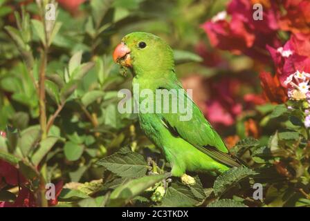 black-winged lovebird (Agapornis taranta), female perches feeding in a shrub, side view, Africa Stock Photo