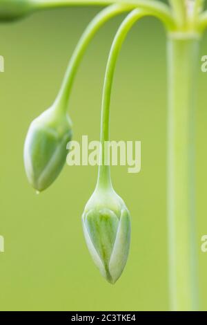 Honey garlic (Allium siculum, Nectaroscordum siculum), flower in bud Stock Photo