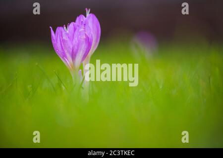 Byzantine Meadow Saffron (Colchicum byzantinum, Colchicum x byzantinum), blooming, Netherlands, Frisia Stock Photo