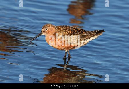 curlew sandpiper (Calidris ferruginea), standing in summer plumage in shallow water, side view, France, Hyeres Stock Photo