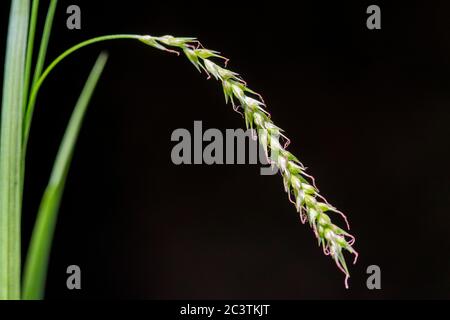 wood-sedge (Carex sylvatica), female spikelet against black background, Netherlands Stock Photo