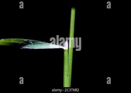 slender false brome, ornamental grass (Brachypodium sylvaticum), ligula node against black background, Netherlands, Drenthe Stock Photo