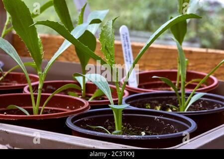 In the greenhouse, Erynguim (leavenworthii) seedlings begin to thrive in the amateur small holding garden at 900ft Stock Photo