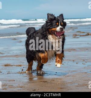 bernese mountain dog on beach on holiday Stock Photo