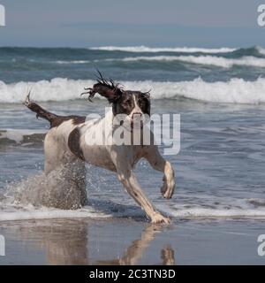 english springer spaniel dog playing in waves Stock Photo