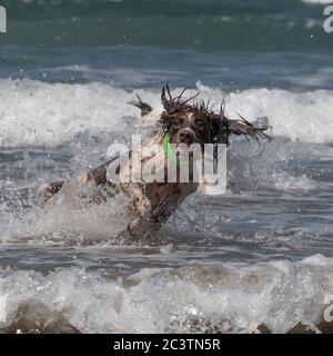 english springer spaniel dog playing in waves Stock Photo