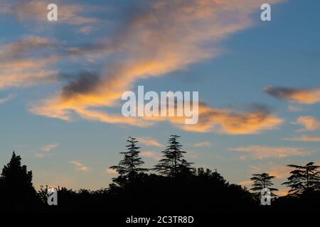 Beautiful sunset sky with orange sunlit clouds and silhouette of cedar treetops below. Weather, meteorology, magical nature and environment concepts. Stock Photo