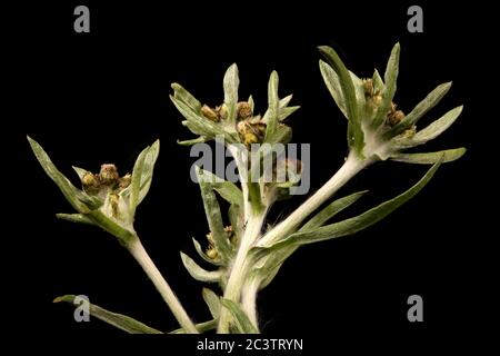Marsh Cudweed (Gnaphalium uliginosum). Inflorescence Closeup Stock Photo