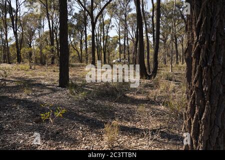 car parked in ironbark forrest at Bendigo, Victoria, Australia Stock Photo