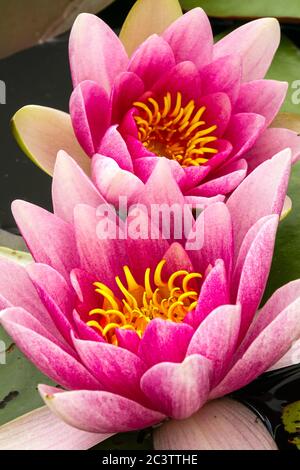 Two pink water lilies in garden pond Stock Photo