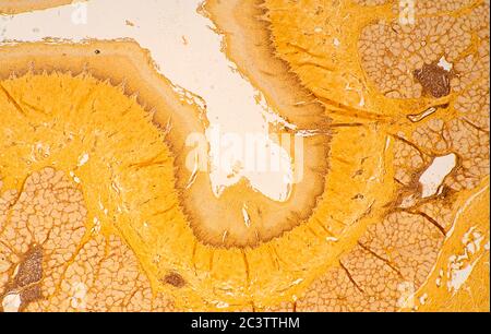 Mammal Oesophagus, microscope view Stock Photo