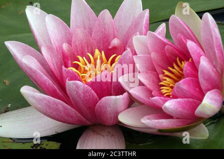 Two pink water lilies beauty flowers Stock Photo