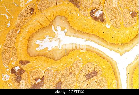 Mammal Oesophagus, microscope view Stock Photo