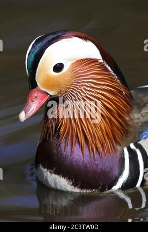 Mandarin Duck (Aix galericulata) - male Stock Photo