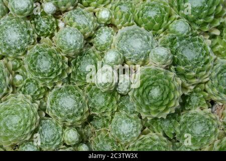 Cobweb Houseleek Sempervivum arachnoideum Stock Photo