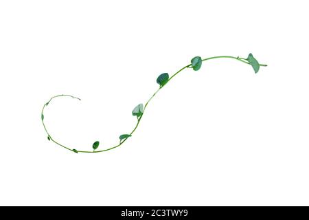 Twisted Jungle Vines Liana Plant Heart Shaped Green Leaves Isolated Stock  Photo by ©Nature_Design 385072508
