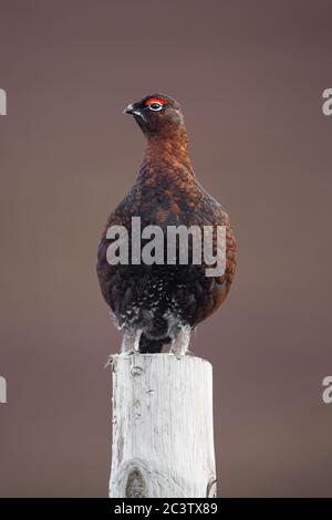 A male red grouse poses atop a fence post in the highlands of scotland in the Cairngorms national park, Scotland, UK Stock Photo