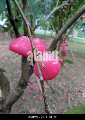 Three ripe red wax apples hang on the branch in the garden Stock Photo