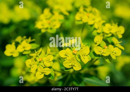 Shilling spurge (Euphorbia schillingii) Stock Photo