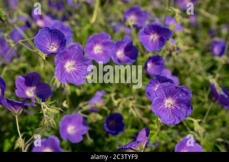 Hardy Geranium Cranesbill (Geranium bohemicum) Stock Photo