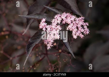 Black Beauty (Sambucus nigra) Stock Photo