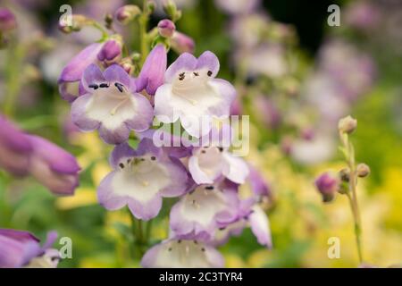 Bellflower beardtongue (Penstemon campanulatus) Stock Photo