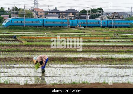 Odakyu Line Romancecar MSE passing behind Rice planting by hand, Isehara City, Kanagawa Prefecture, Japan Stock Photo