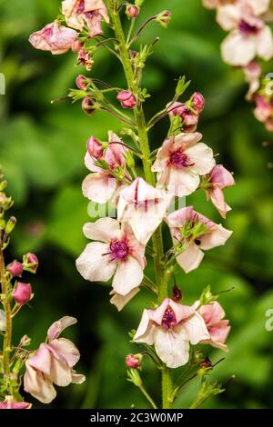 Verbascum phoeniceum Southern Charm Stock Photo