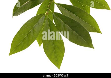 Green laurel leaf isolated on white background. Fresh bay leaves. Top view Stock Photo